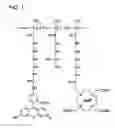 Fig. 02 - Macromolecular delivery systems for non-invasive imaging, evaluation and treatment of arthritis and other inflammatory diseases
