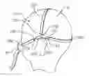 Fig. 01 - Headgear assembly