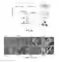 Fig. 08 - Nanoporous starch aerogels impregnated with phytosterols and methods of preparing the nanoporous starch aerogels