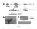 Fig. 07 - Compositions of graphene materials with metal nanostructures and microstructures and methods of making and using including pressure sensors