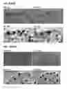 Fig. 08 - Enantiomerically enriched, polycrystalline molecular sieves