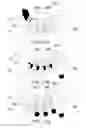 Fig. 18 - Analysis container