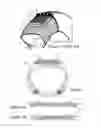 Fig. 02 - Pneumatic tire comprising reinforcing elements in the form of multi-layer tapes