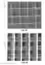 Fig. 09 - Three-dimensional deterministic graphene architectures formed using three-dimensional templates