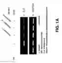Fig. 02 - Method for preventing, improving, or treating inflammatory bowel disease