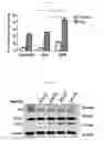 Fig. 06 - Hydrocarbon-stapled polypeptides for enhancement of endosome-lysosomal degradation