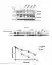 Fig. 07 - Hydrocarbon-stapled polypeptides for enhancement of endosome-lysosomal degradation