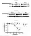 Fig. 08 - Hydrocarbon-stapled polypeptides for enhancement of endosome-lysosomal degradation