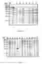 Fig. 02 - Composition for preventing spp. infection