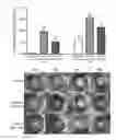 Fig. 01 - Peptide Compounds and Methods of Production and Use Thereof