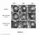 Fig. 07 - Peptide Compounds and Methods of Production and Use Thereof