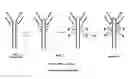 Fig. 01 - Bone-targeting antibodies