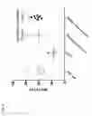 Fig. 33 - Bone-targeting antibodies