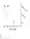 Fig. 35 - Bone-targeting antibodies
