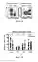 Fig. 02 - METHODS FOR ENHANCING AN IMMUNE RESPONSE