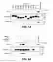 Fig. 02 - KLOTHO BETA