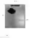 Fig. 06 - Multiphase waterborne coatings and methods for fabricating the same