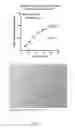Fig. 02 - Ex vivo proliferation of epithelial cells