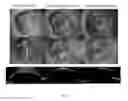 Fig. 07 - METHOD FOR FACILITATING FUNCTIONS AND CHARACTERISTICS OF CORNEAL ENDOTHELIAL CELLS