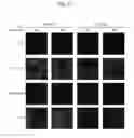 Fig. 11 - Host regulatory factor that enhances replication and/or propagation of vaccinia virus