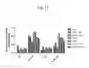 Fig. 22 - Host regulatory factor that enhances replication and/or propagation of vaccinia virus