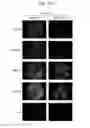 Fig. 23 - Host regulatory factor that enhances replication and/or propagation of vaccinia virus
