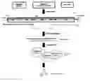 Fig. 01 - Method for rapid generation of an infectious RNA virus