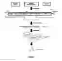 Fig. 02 - Method for rapid generation of an infectious RNA virus