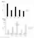 Fig. 02 - Cell penetrating peptide, conjugate comprising same, and composition comprising conjugate