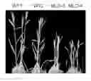 Fig. 01 - Wheat plants resistant to powdery mildew