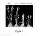 Fig. 02 - Wheat plants resistant to powdery mildew