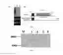 Fig. 02 - Rice mitochondrial sterile gene and application thereof