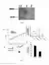 Fig. 05 - Rice mitochondrial sterile gene and application thereof