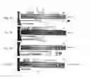 Fig. 08 - Method for detecting a presence or absence of at least one first zone of inhibition