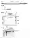 Fig. 02 - Methods and compositions for detecting a target RNA