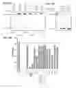 Fig. 32 - Methods and compositions for detecting a target RNA