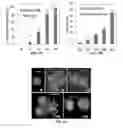 Fig. 09 - Microfluidic platform for multiplexed detection in single cells and methods thereof