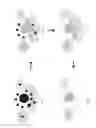 Fig. 02 - Compositions and methods for immune repertoire sequencing