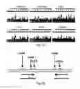 Fig. 03 - System, method and kit for analysis of circulating differentially methylated DNA as a biomarker of beta-cell loss