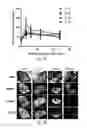 Fig. 05 - System, method and kit for analysis of circulating differentially methylated DNA as a biomarker of beta-cell loss