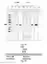 Fig. 08 - System, method and kit for analysis of circulating differentially methylated DNA as a biomarker of beta-cell loss