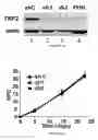 Fig. 04 - METHOD FOR INDIVIDUALIZED CANCER THERAPY