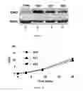 Fig. 06 - METHOD FOR INDIVIDUALIZED CANCER THERAPY