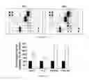 Fig. 08 - METHOD FOR INDIVIDUALIZED CANCER THERAPY