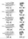 Fig. 03 - DE NOVO BINDING DOMAIN CONTAINING POLYPEPTIDES AND USES THEREOF