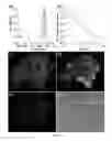 Fig. 02 - Long wavelength voltage sensitive dyes