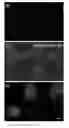 Fig. 04 - Long wavelength voltage sensitive dyes