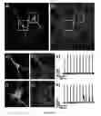 Fig. 07 - Long wavelength voltage sensitive dyes