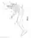 Fig. 03 - THREE-DIMENSIONAL RIBS FOR CRASH TEST DUMMY