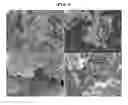 Fig. 07 - Cellulose thin film electrode comprising silver nano dendrite and method of manufacturing the same